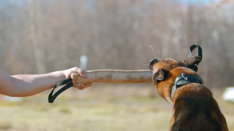 Dog snatching a training rod