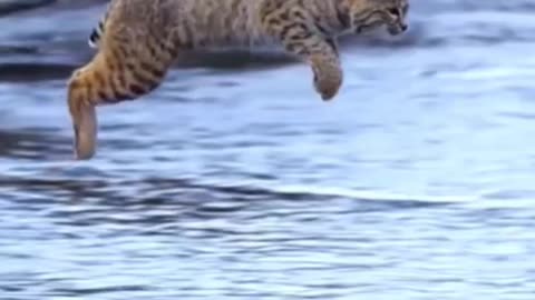 Lynx Slow-Mo Jump