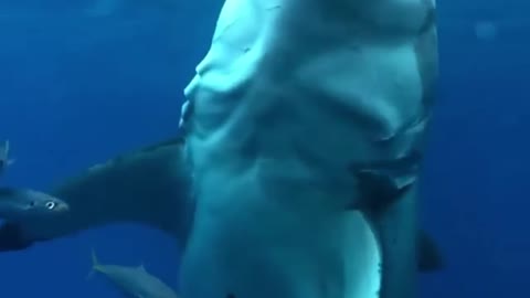 What a white shark musculature. a monster!