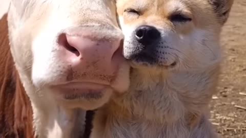 DOG AND COW RELAXING ON EACH OTHER