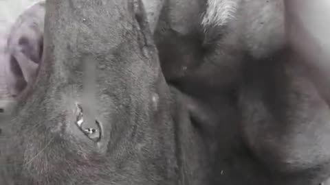 Many Ticks From dog's Foot In Countryside - Fastest Way to Remove Ticks From Dog (2)