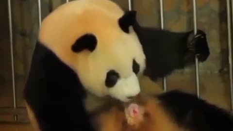 Nacimiento de Oso Panda