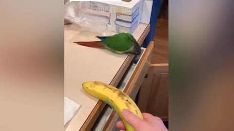 Unbelievable Parrot can Talk Like Human