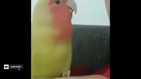 A parrot imitates its owner