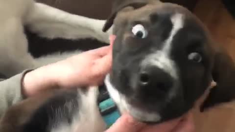 Playful Puppy Confused by Mom's Playing