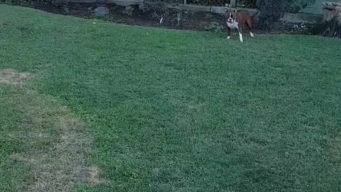 Summer yard zoomies