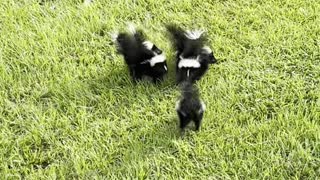 Baby Skunks Team up to Scare Snake Away