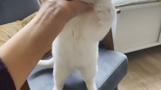 Give it to me Hooman