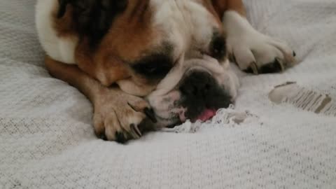 Snoring bulldog sleeps with eyes wide open
