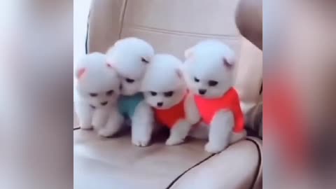 Awwwn so cute dogs 🐶