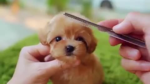 Tiny and cute dog