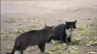 A Dog finished the fight of two cats