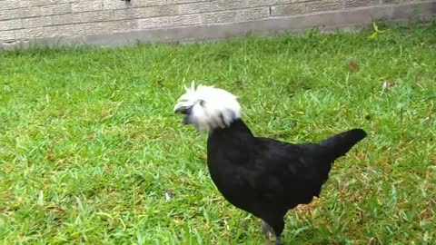 ASMR Chickens on a wet hair day