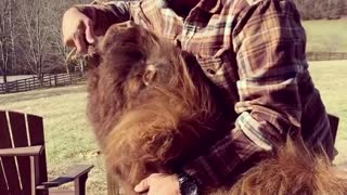 This Scottish cow is the cutest thing you'll see today