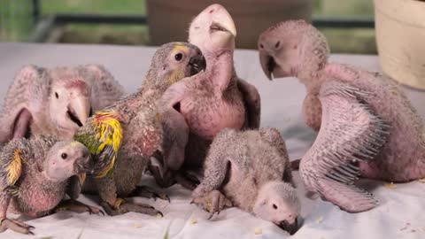 Adorable Baby Birds Waiting Mom For Food