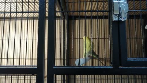 Beautiful little parrots in a cage and they are for sale.