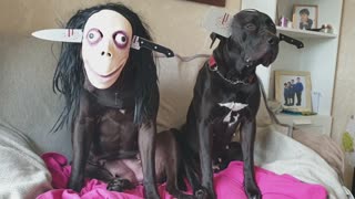 Doggos Scary Halloween Dress Up