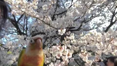 Cherry blossom viewing parrot