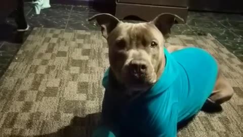 Cute dog in a sweater