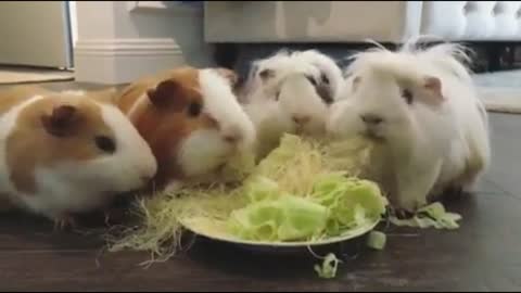 4 Rabbits Eat Food very quickly