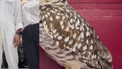 Owliday: Royal Caribbean Owl Rescue #shorts#viral