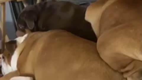 Bulldog Squishes Siblings