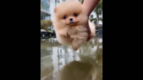 😍 Cute Baby Dogs 😍 2nd May 2021