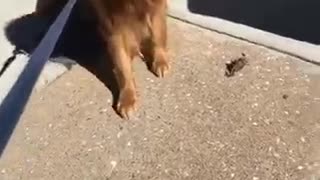 Dog not wanting to leave dead birds side