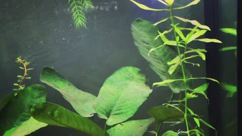 55 gallon planted freshwater aquarium