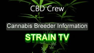 CBD Crew - Cannabis Strain Series - STRAIN TV