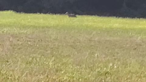 Coyote in broad daylight