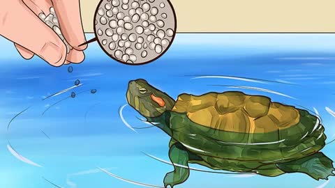 What should you feed your turtle