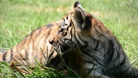 Visitantes del Zoológico de Guadalajara se deleitan con cuatro cachorros de tigre