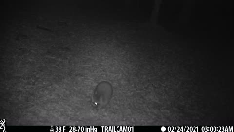 Cute Raccoon Hanging Out Under the Trail Cam