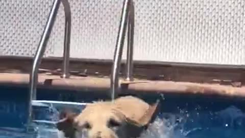 Funny Dog Jumps Into Pool