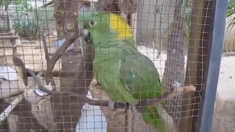 Amazing parrots funny video