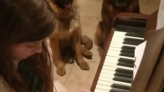 Little girl play piano for her dogs