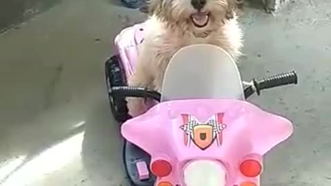 Cute Puppy motorcycle ride