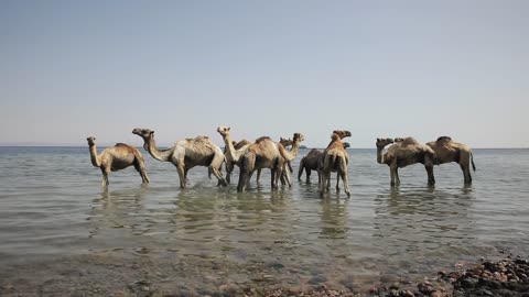 A herd of camels drinks water from a small rain lake in the steppe on a hot summer day