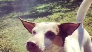 Slow motion water hose dog