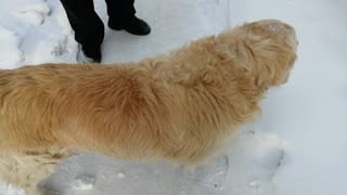 Beautiful dog and white snow.