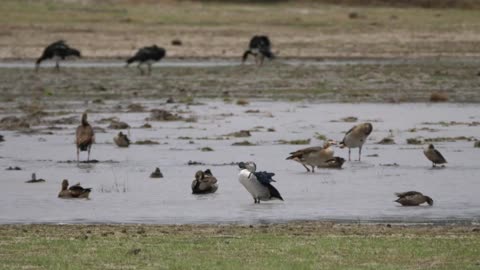 Birds in a flooded field - With great music