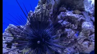Long spines Sea Urchin