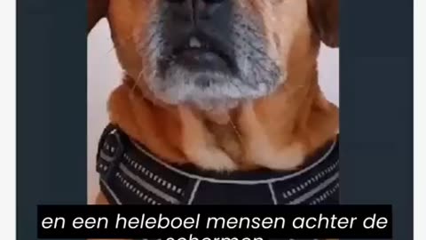 NL... ondertiteld ... Truth Pups