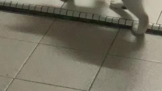 Cat Has a Playful Game of Chase with Mouse