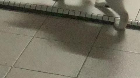 Cat Has a Playful Game of Chase with Mouse