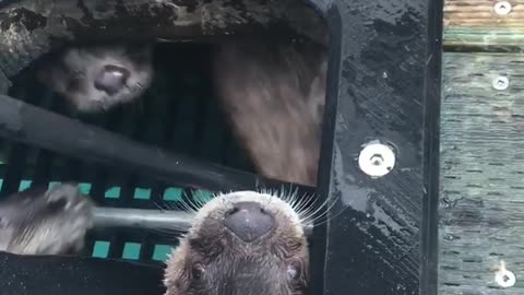 Otters Playing Peek-A-Boo