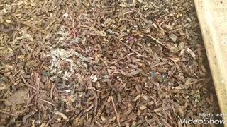 CFT Compost Bin Update 1