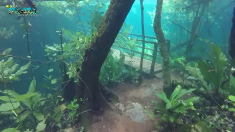 Heavy Flooding Creates Spectacular Underwater Forest