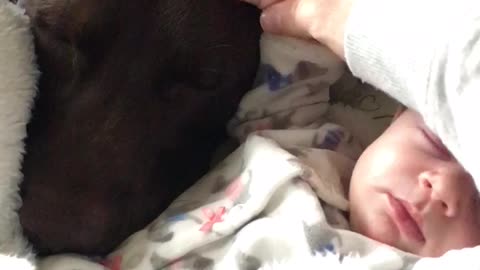 Precious moment captured between dog and baby